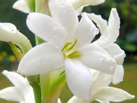 Picture of Fragrance " Tuberose "
