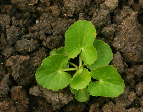 Immagine di Estratto glicolico centella asiatica