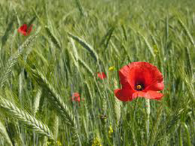 Picture of Fragrance "Green Wheat"