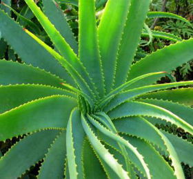 Picture of Aloe vera orgánico en polvo 200: 1