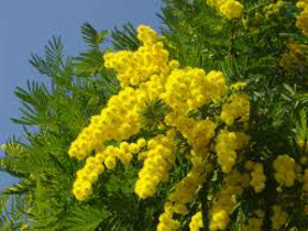 Picture of Fragancia "Mimosa "