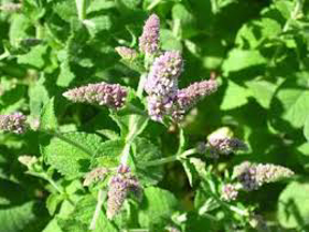 Picture of Aroma "Mint"