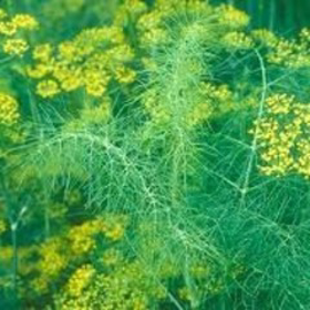 Picture of Essential oil "Sweet fennel "