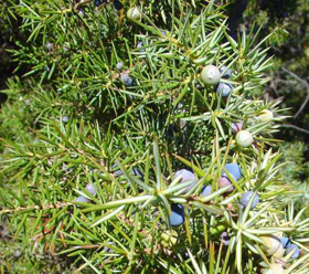 Picture of Essential oil "Juniper berries "