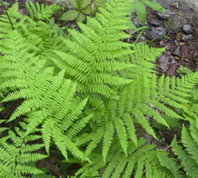 Picture of Fragancia " Fern "