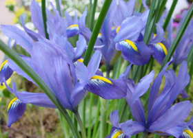 Picture of Fragrance "Iris Savon" (N/OKO)