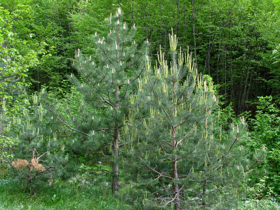 Immagine di Olio essenziale Pino Silvestre