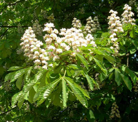 Picture of Glycolic extract "Chestnut "