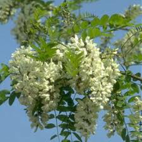 Picture of Fragrance "Acacia"