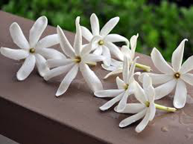 Picture of Fragancia " Tiaras "