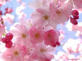 Immagine di Fragranza Sweet Flowers