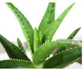 Picture of Fragrance "Aloe"