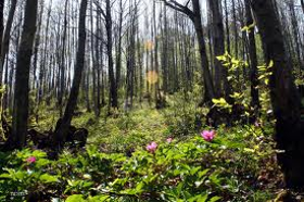 Picture of Fragrancia "Flores del bosque"