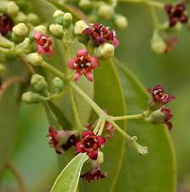 Picture of Essential oil "Sandalwood of the Indies"