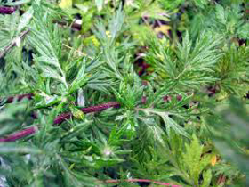 Picture of Aceite esencial "Artemisia"