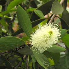 Picture of Essential oil "Cajeput"