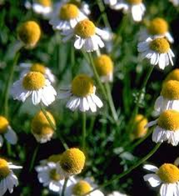 Picture of Essential oil "Blue Chamomile "