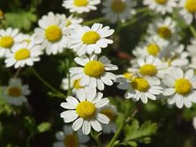 Picture of Essential oil "Roman Chamomile"