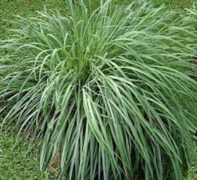 Picture of Essential oil "Citronella Ceylon"