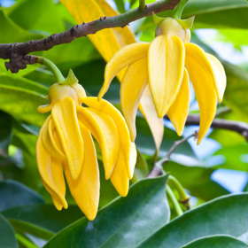 Immagine di Olio essenziale Ylang Ylang Extra