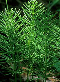Picture of Glycolic extract "Equisetum"