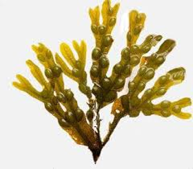 Picture of Glycolic extract "Fucus"