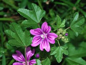 Picture of Glycolic extract "Mallow"