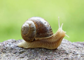 Picture of Baba de caracol Bio