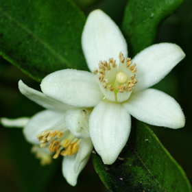 Picture of Aceite esencial  "Neroni en las flores"