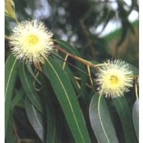 Picture of Aceite esencial de "Eucalyptus Citriodora"