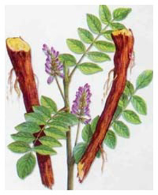 Picture of Glycolic extract "Licorice"