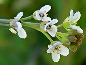 Picture of Crambe Abyssinica oil