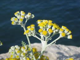 Picture of Glycolic extract "Helichrysum"