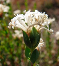 Picture of Fragancia "Flores de arroz"