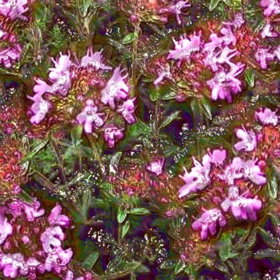 Picture of Essential oil "Red Thyme"