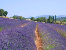 Picture of Fragranza Provence