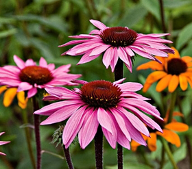 Picture of Glycolic extract "Echinacea"