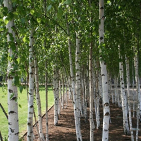 Picture of Glycolic extract "Birch"