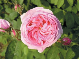 Picture of Essential oil "Cabbage rose"