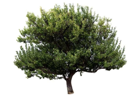 Picture of Essential Oil "Camphor"