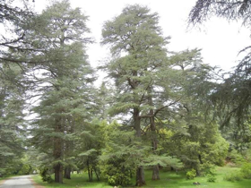 Picture of Essential oil "Cedar Wood Morocco"