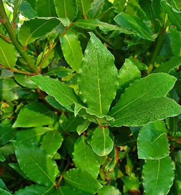 Picture of Essential Oil "Laurel"