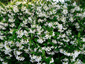 Picture of Essential oil "Jasmine"