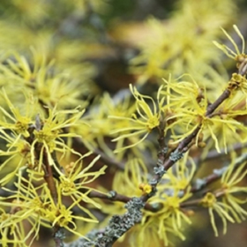 Picture of Fluid extract "Hamamelis"