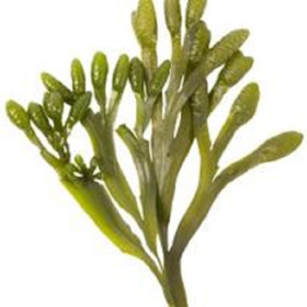 Picture of Estratto fluido Fucus