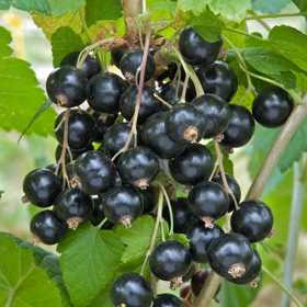Picture of Fluid extract "Blackcurrant"