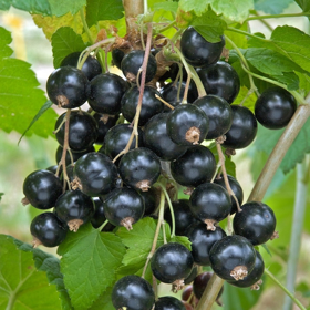 Immagine di Estratto fluido Ribes nero