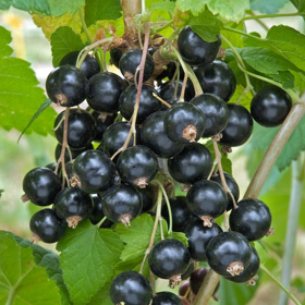 Picture of Estratto fluido Ribes nero