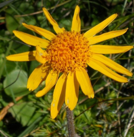 Picture of Liposoluble extract "Arnica montana"