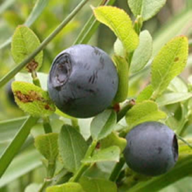 Picture of Fluid extract "Blueberry"